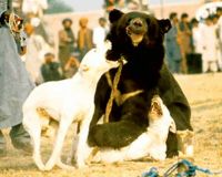 Aidez à stopper les combats ILLEGAUX d'ours et de chiens au Pakistan ! 145950-1228275702-main