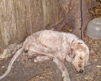 JUSTICE POUR HOPE, chiot retrouvé attaché et mort de faim ! (USA) 443347-1225362288-main