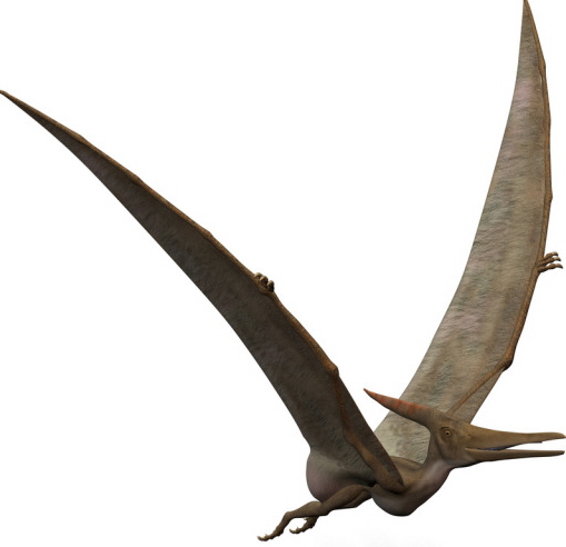 طيور ما قبل التاريخ Pterosaur2