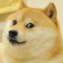 Real Life Picture Thread - Page 3 264px-Doge_(1)