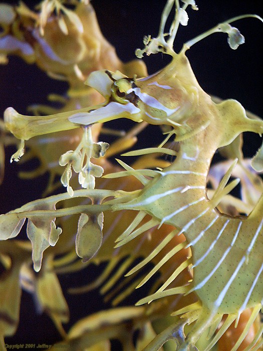 இலை வடிவ கடற் குதிரைகள். Leafy_Sea_Dragon_2