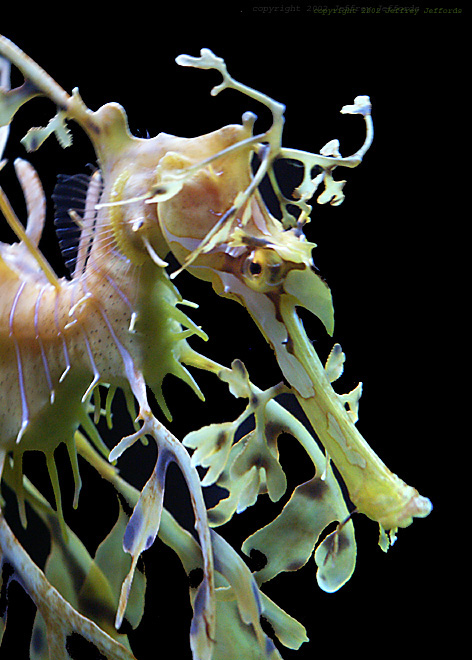 இலை வடிவ கடற் குதிரைகள். Leafy_sea_dragon_qtrview