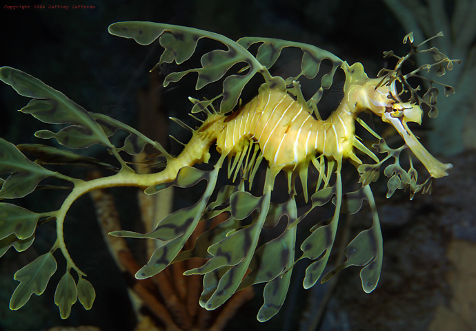 இலை வடிவ கடற் குதிரைகள். Leafy_seadragon6