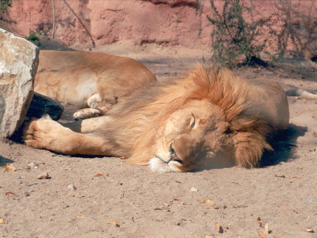 Le lion Animaux-lions-0004