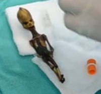 David Wilcock 1 Feb 2013- DISCLOSURE: Nearly Identical ET Corpses Found in Russia and South America Et_body_3