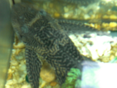 Photos de vos animaux [topic unique] - Page 2 Pleco