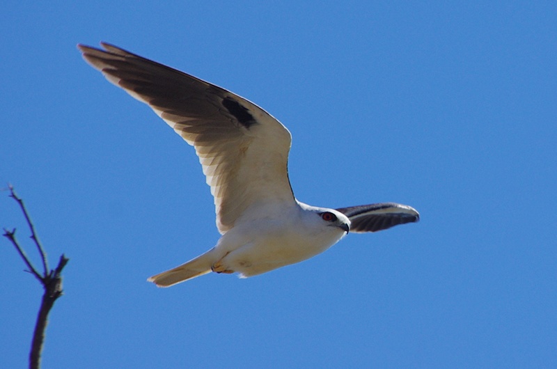 นกเหยี่ยวขาว  Black-shouldered Kite  2013-08-25-120610