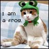 frog stuff -- check this out!! 35505vfvkgw3t2r