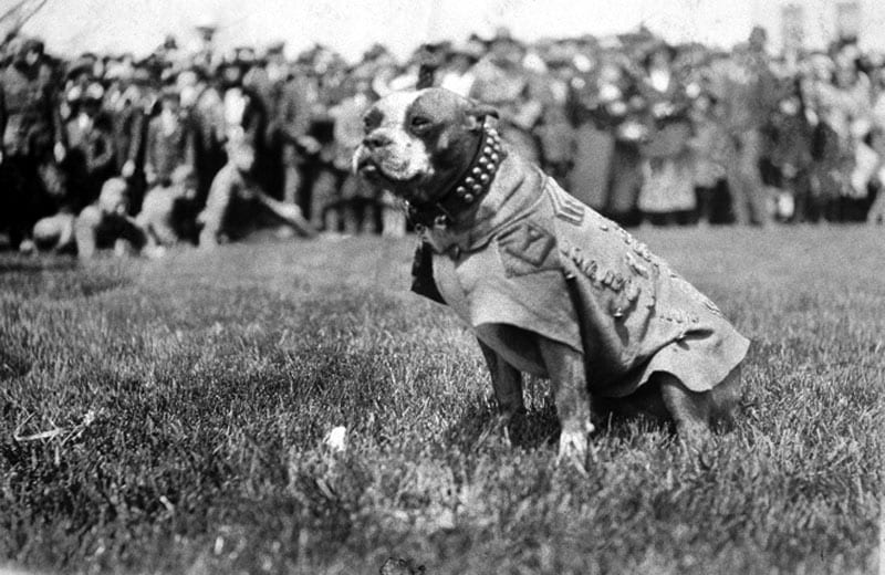 Perros famosos que nunca se han de olvidar Sergeant-Stubby1