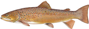 Cherokee Creek BrownTrout