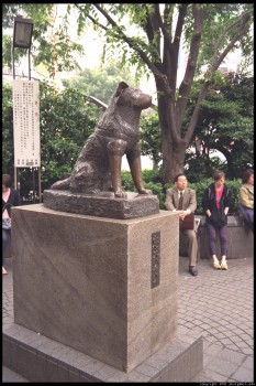 Hachiko a dog's story Hachiko-statue-794-233x350