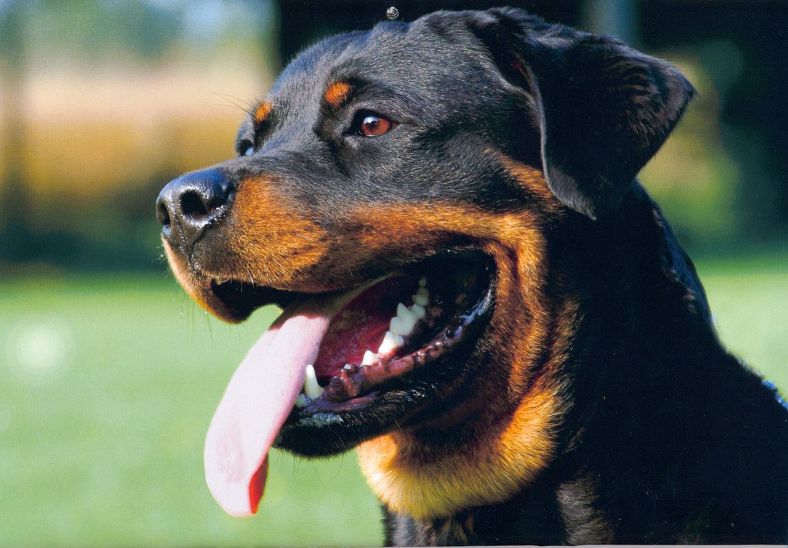 Warriors: Dog Version. Rottweiler-7