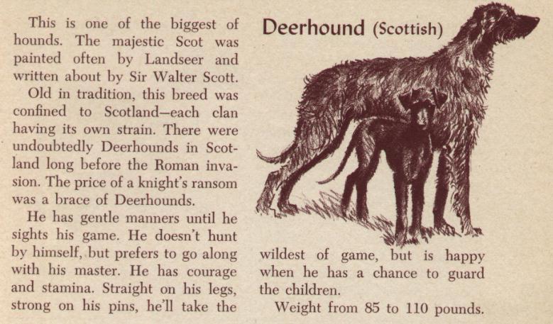 Take Heed... - Page 3 25deerhound