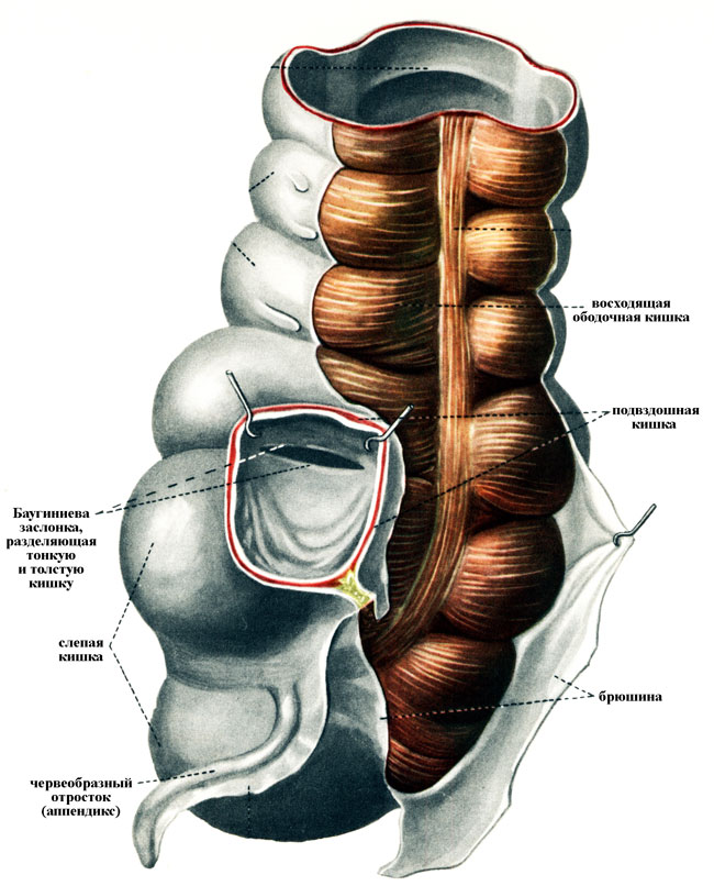 Анатомические особенности органов человека Zkt-anatomy-slepaya-kishka-big