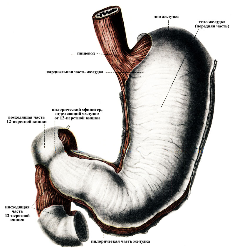 Анатомические особенности органов человека Zkt-anatomy-zheludok-i-12perst-big