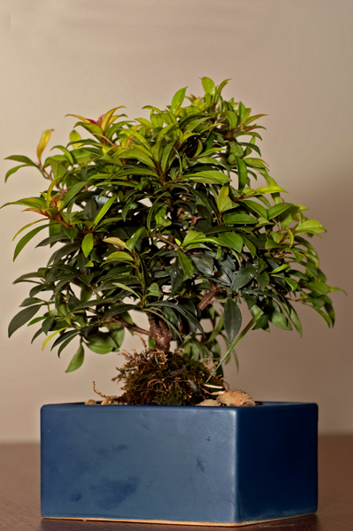 Forum/Bonsai newbie-Tree I.D. 548530995_y2a8P-O