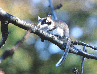 Animaux Sauvages : Le Lérot Lerot_012_(sur_une_branche)