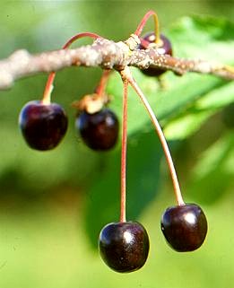 Les cerises Merisier_des_oiseaux_020_(fruits)