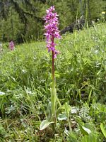 ORCHIS TACHETE (fleur,description,photos...) Orchis_tachete_017_small