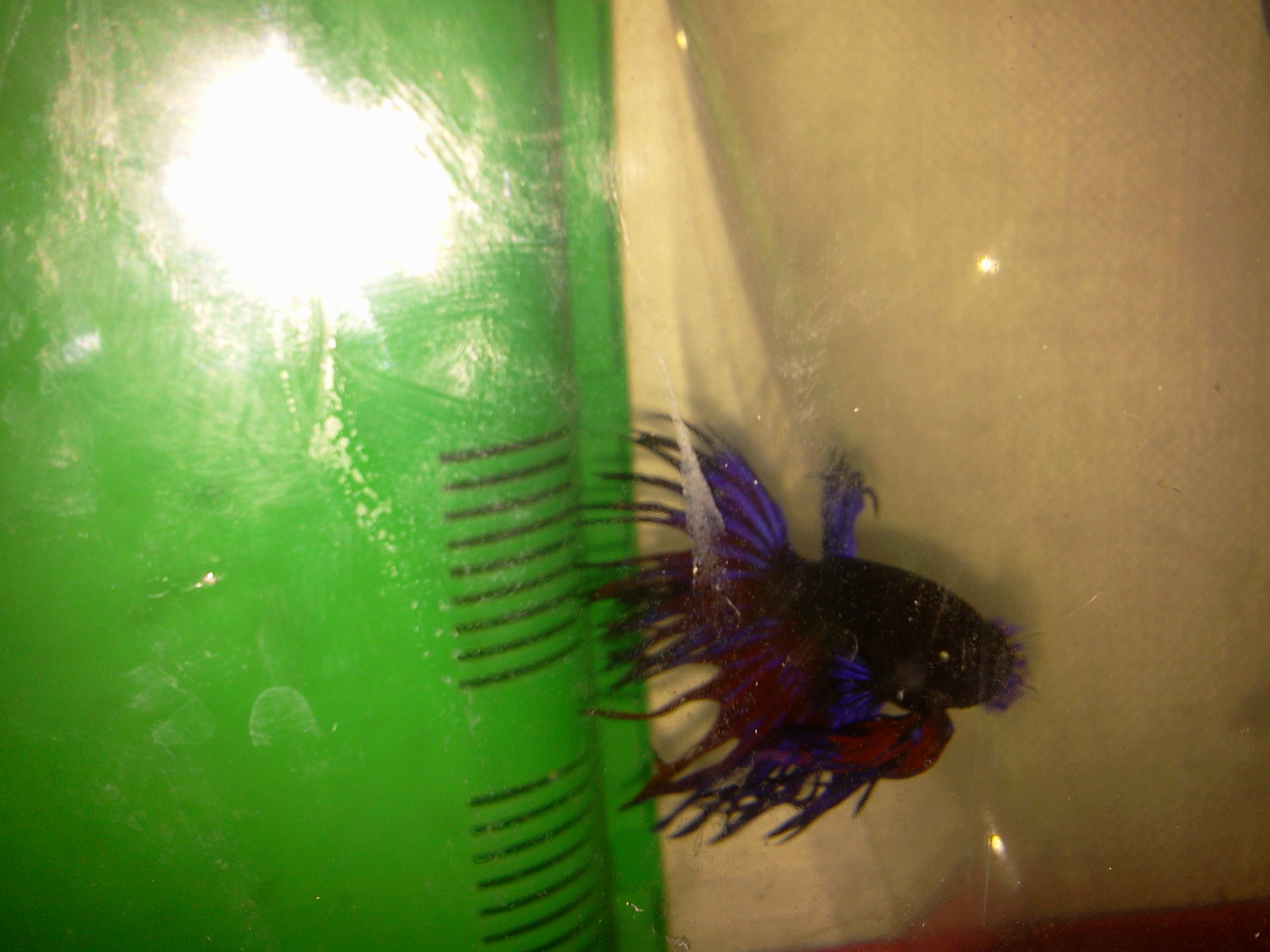 Repro cowntail bleu/rouge X femelle rouge Photo0080