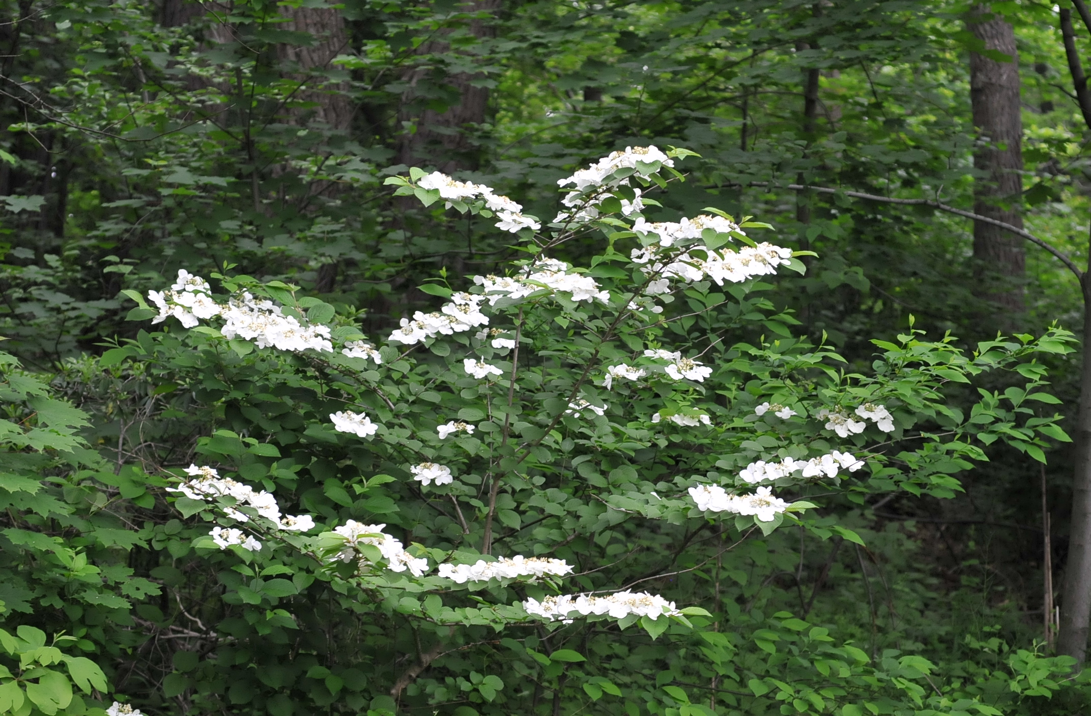 Semis de Viburnum 0040