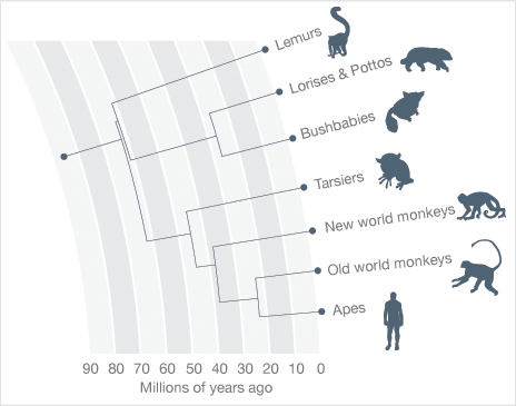 The Ketchum Paper - What the experts say. - Page 7 Primate_info_graphic