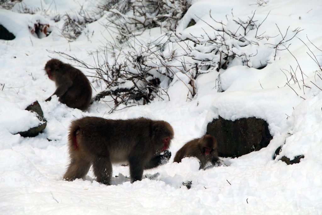 Jigokudani, la vallée des singes de neige à Nagano Nagano-singes-neige-snow-monkey_26-1024x683