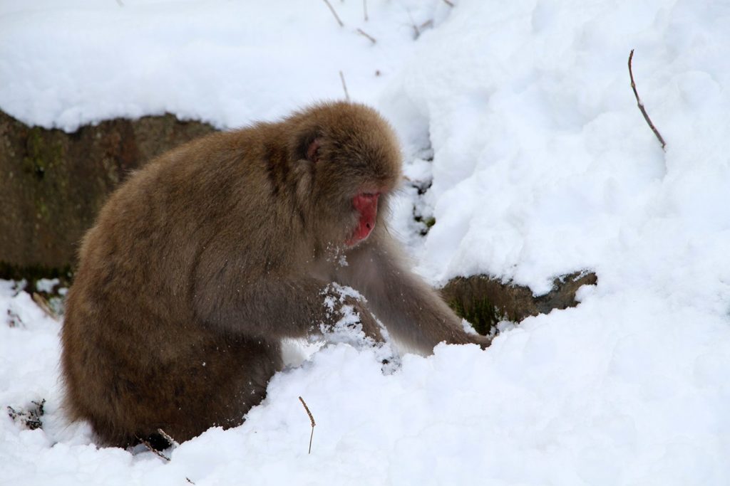 Jigokudani, la vallée des singes de neige à Nagano Nagano-singes-neige-snow-monkey_27-1024x683