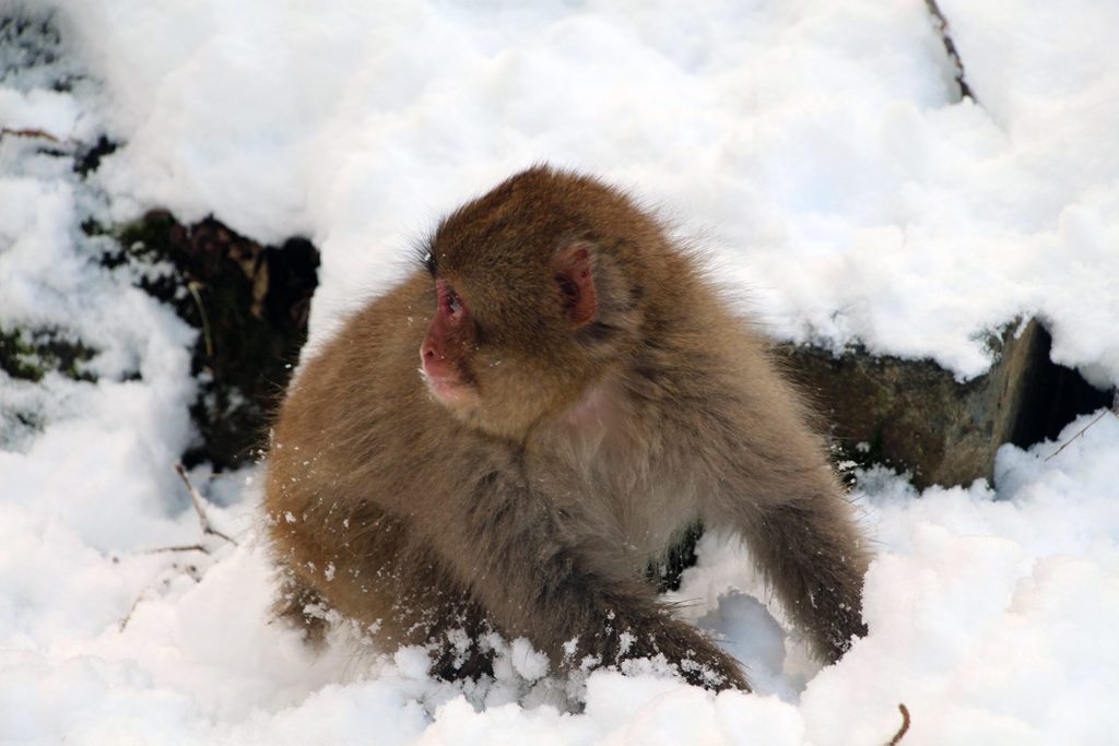 Jigokudani, la vallée des singes de neige à Nagano Nagano-singes-neige-snow-monkey_29-1024x683