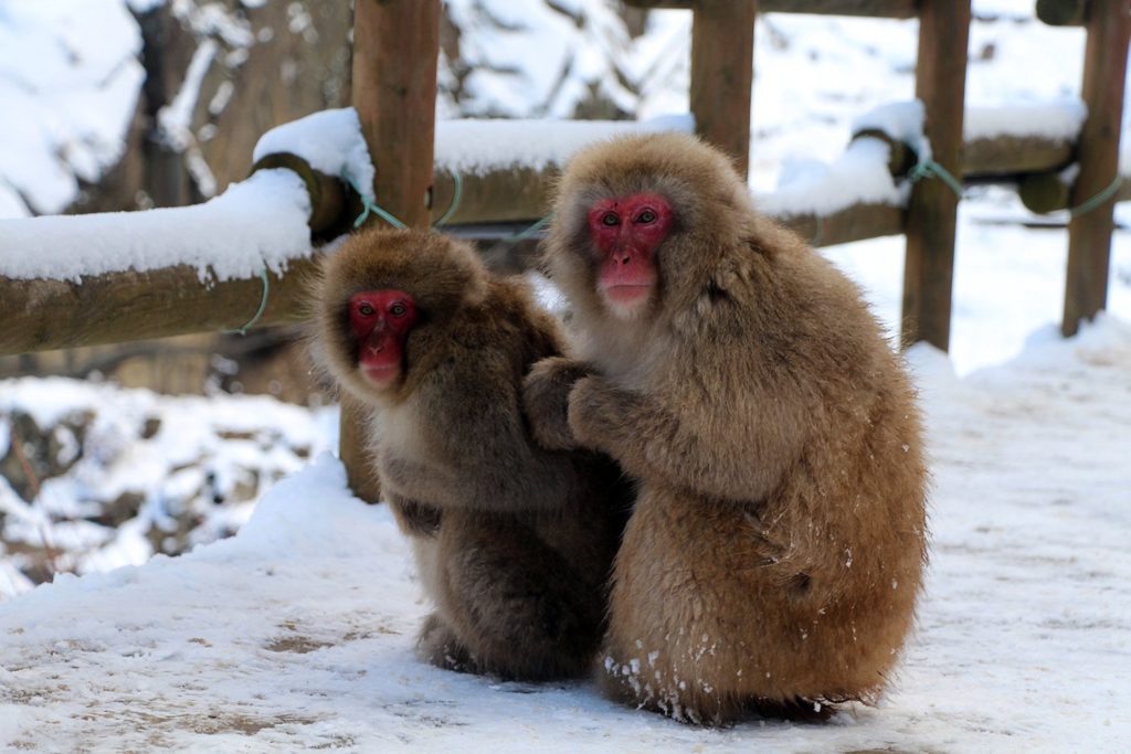 Jigokudani, la vallée des singes de neige à Nagano Nagano-singes-neige-snow-monkey_30-1024x683