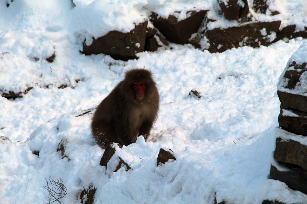 Jigokudani, la vallée des singes de neige à Nagano Nagano-singes-neige-snow-monkey_37-1024x683
