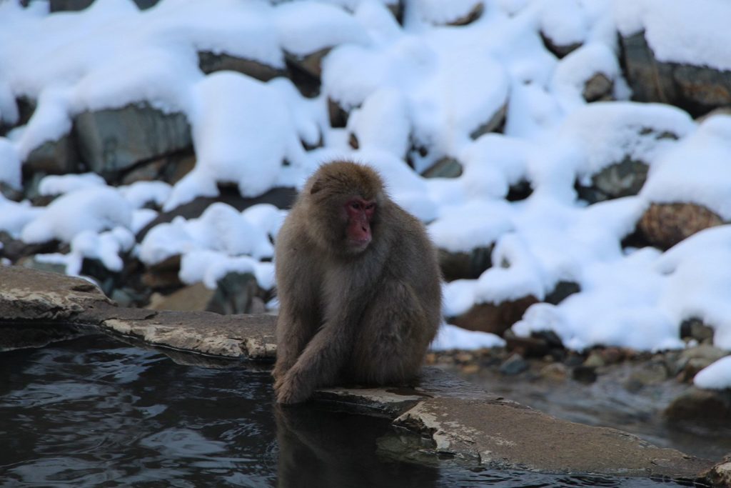 Jigokudani, la vallée des singes de neige à Nagano Nagano-singes-neige-snow-monkey_38-1024x683