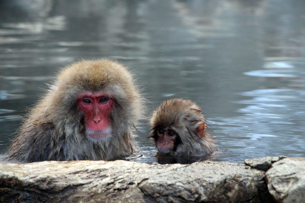 Jigokudani, la vallée des singes de neige à Nagano Nagano-singes-neige-snow-monkey_39-1024x683