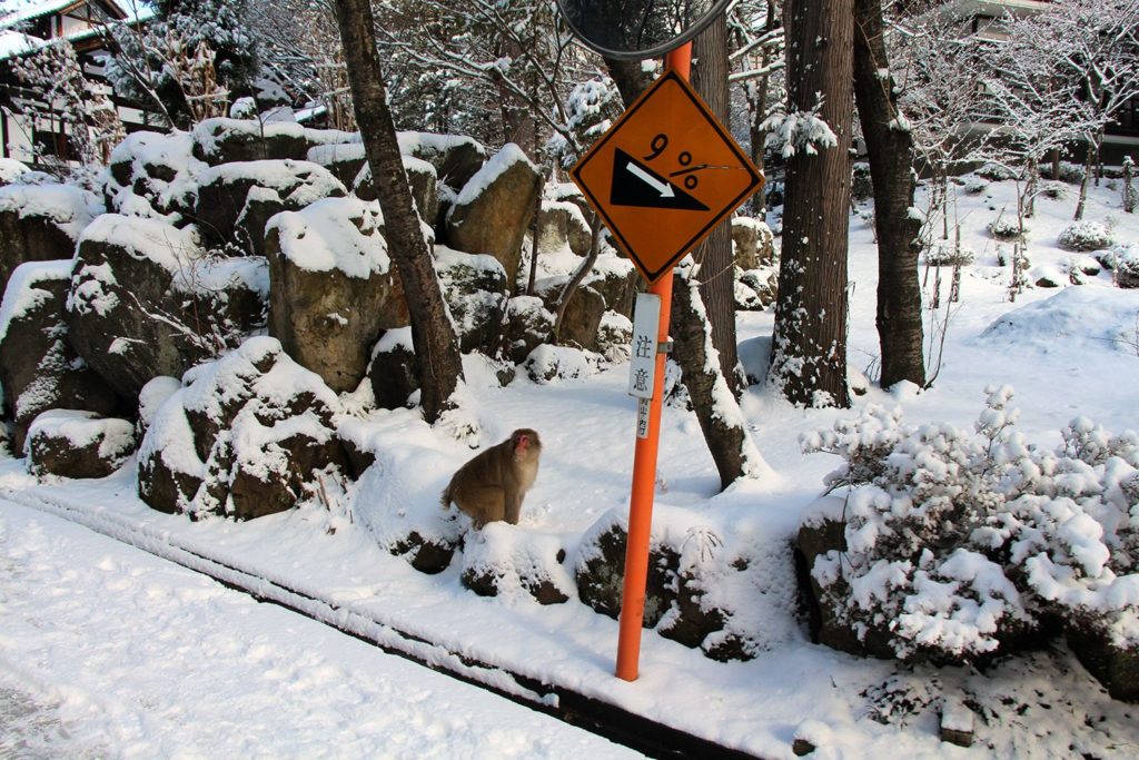 Jigokudani, la vallée des singes de neige à Nagano Nagano-singes-neige-snow-monkey_4-1024x683