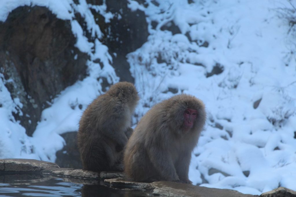 Jigokudani, la vallée des singes de neige à Nagano Nagano-singes-neige-snow-monkey_42-1024x683