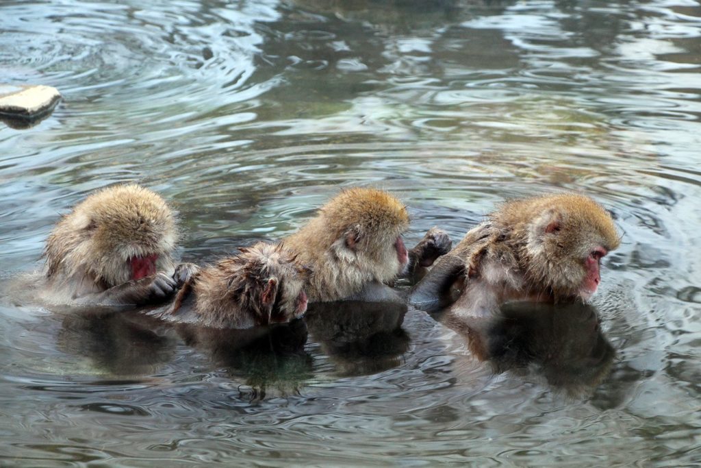 Jigokudani, la vallée des singes de neige à Nagano Nagano-singes-neige-snow-monkey_44-1024x683