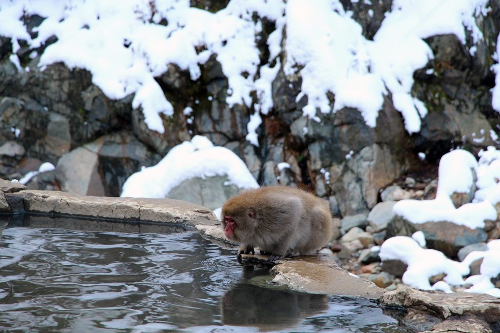 Jigokudani, la vallée des singes de neige à Nagano Nagano-singes-neige-snow-monkey_46-1024x683