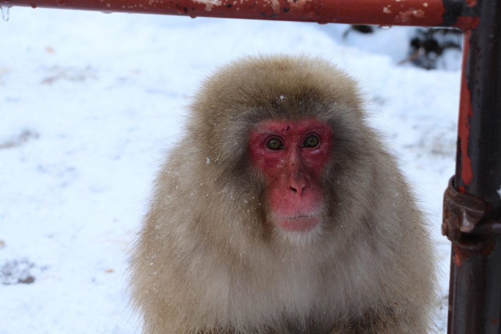 Jigokudani, la vallée des singes de neige à Nagano Nagano-singes-neige-snow-monkey_48-1024x683