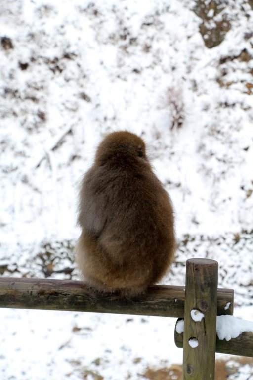 Jigokudani, la vallée des singes de neige à Nagano Nagano-singes-neige-snow-monkey_49-512x768