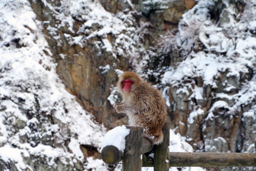 Jigokudani, la vallée des singes de neige à Nagano Nagano-singes-neige-snow-monkey_50-1024x683