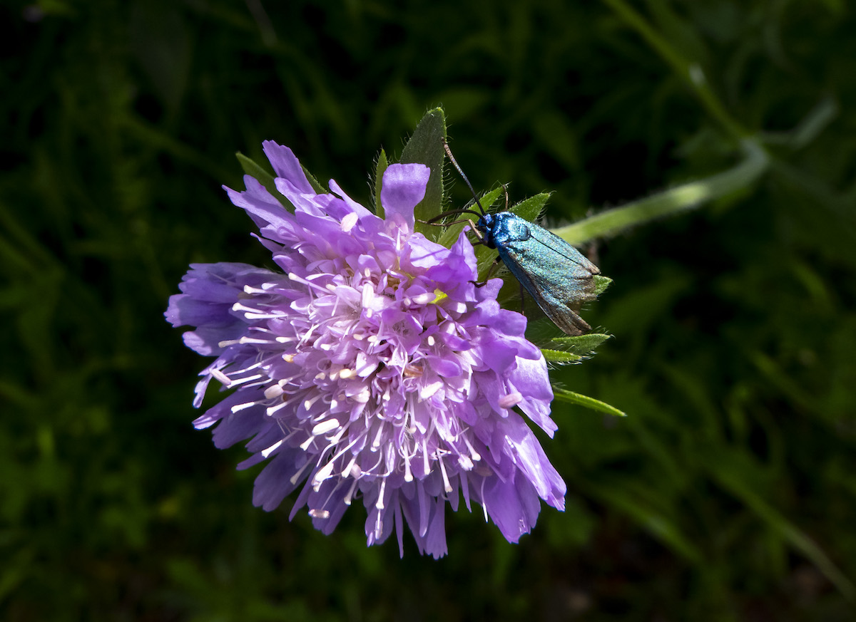 En habits de lumière Papillon18