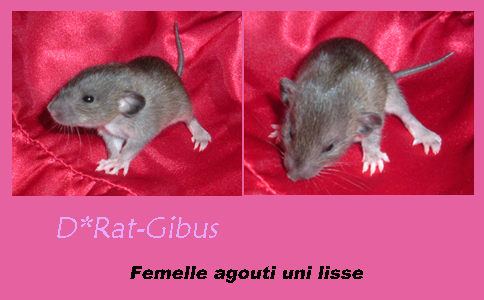 Les bébés de Mandragore sont là!!! 15-02fal