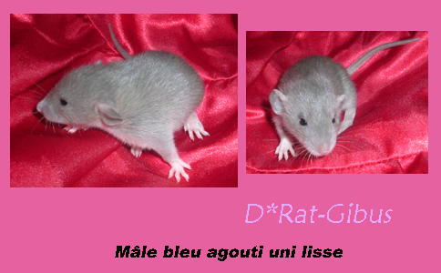 Les bébés de Mandragore sont là!!! 15-02mbal