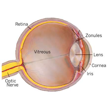 اجزاء العين باللغة الانجيزية Eye_anatomy_3