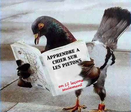 Galerie spcial humour Animaux-080