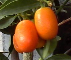 fruits en image - Page 2 Kumquat_fruits