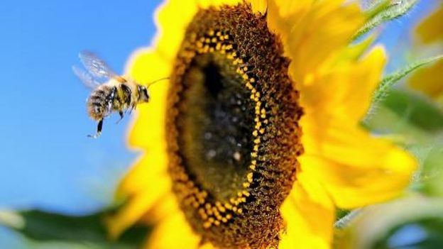 Le diesel empêche les abeilles de reconnaître le parfum des fleurs 624_341_a4013c8086c4d5fc3675c861f05d2c1bbbc312ab