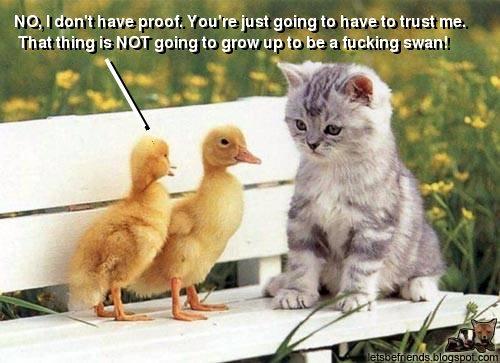 Funny animals Duckies-n-kitty