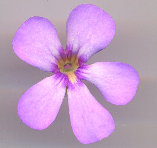 Image de fleurs Pinguicula