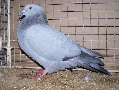 Petit Gibier - Les différentes espèces de colombidés en Europe Pigeon_bleu_de_gasc